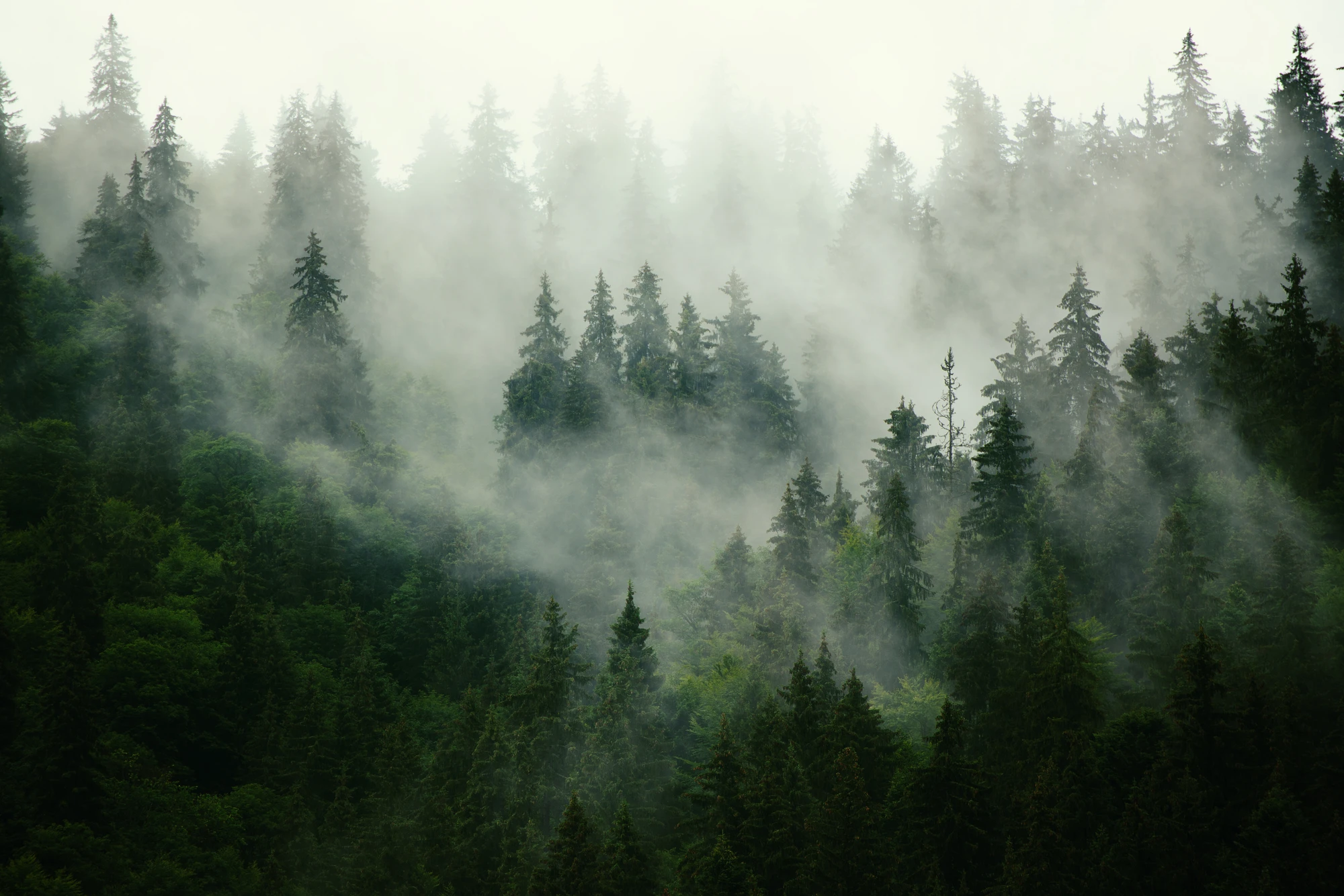 forest