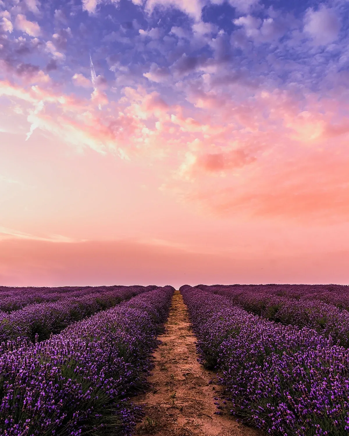 vertical image web design